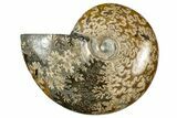 Polished Ammonite (Cleoniceras) Fossil - Madagascar #348487-1
